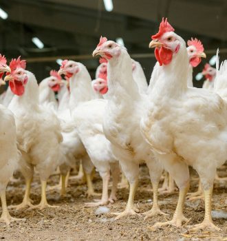 Modern chicken farm, production of white meat